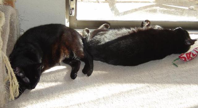 Candy (AKA Camela)--Adopted