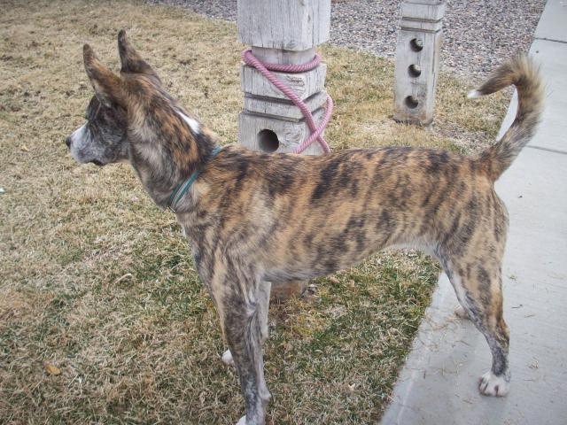 Stella - Adopted!