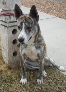 Stella - Adopted!