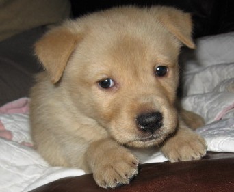 Maxwell - ADOPTED!