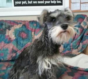 F S&P Schnauzer IMG_20140405_120853