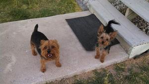 YorkiePup10154285_10201643702044786_1055007378_n