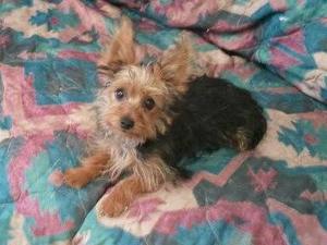 YorkiePup10171895_10201638386271895_1805284285_n