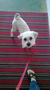 Tashi WP_20140405_001