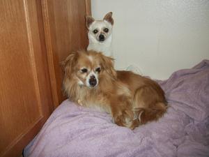 Biscuit & Honey - Adoped