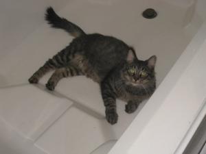 Ripley in Bathtub