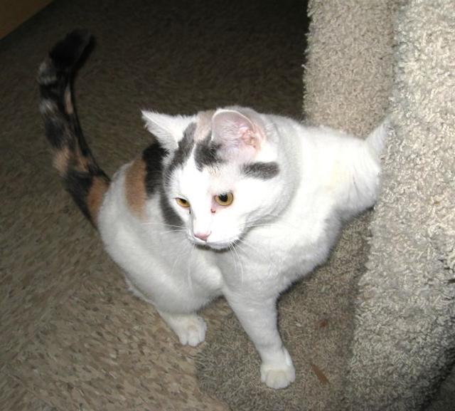 Cali--Adopted!!