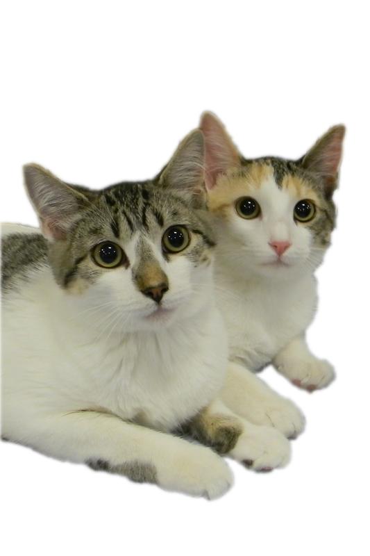 Scusi and Cara Mia--Adopted!!