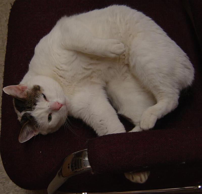 Starshine--Adopted!!