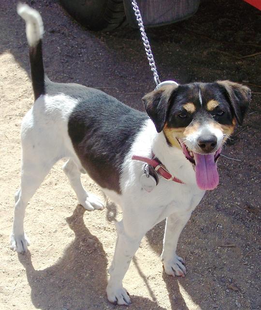 Chico - Adopted!