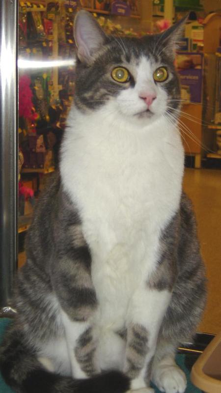 Smokey--Adopted!!