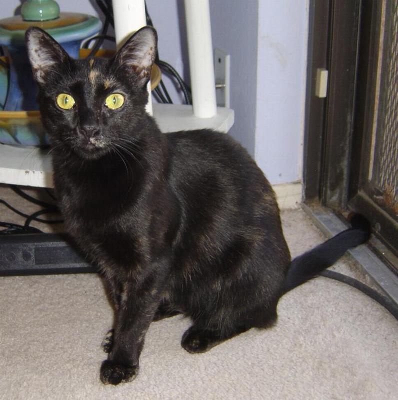 LaTinta--Adopted!!