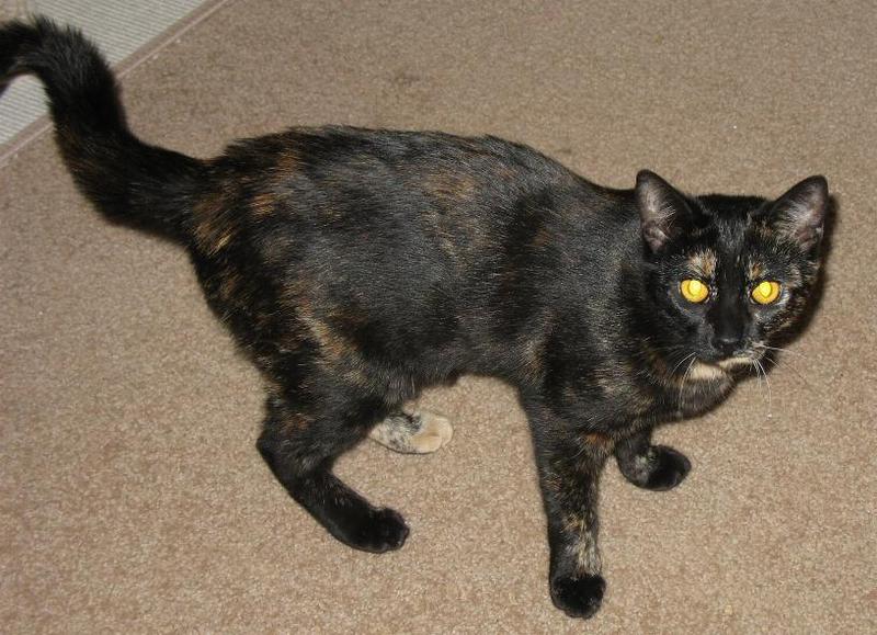 Rosie--Adopted!!