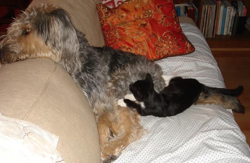 Girard--Adopted!!