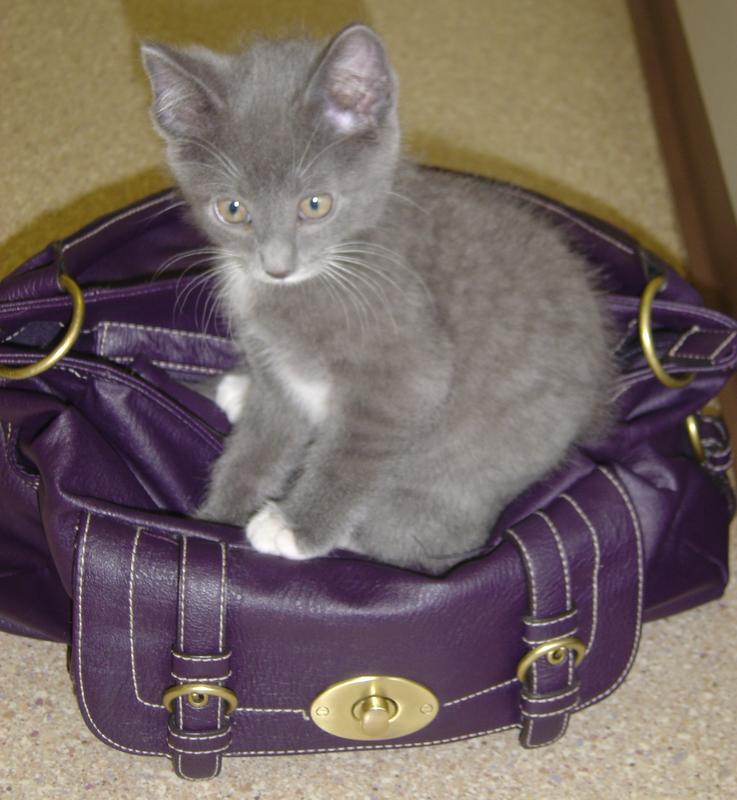 Henry (the kitten)--Adopted!!
