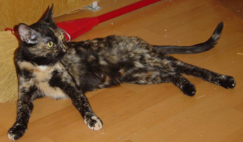 Heidi--adopted!!