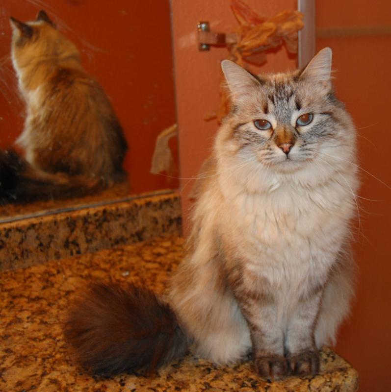~Animal Services Courtesy Listing~ Malee--Adopted