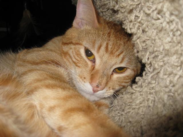 Marley--Adopted!!