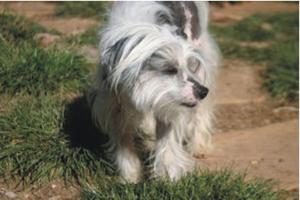 Razzleberry-Moe - Adopted!