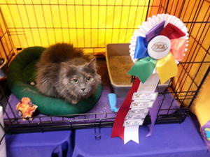 Amber & Ribbon at TICA cat show