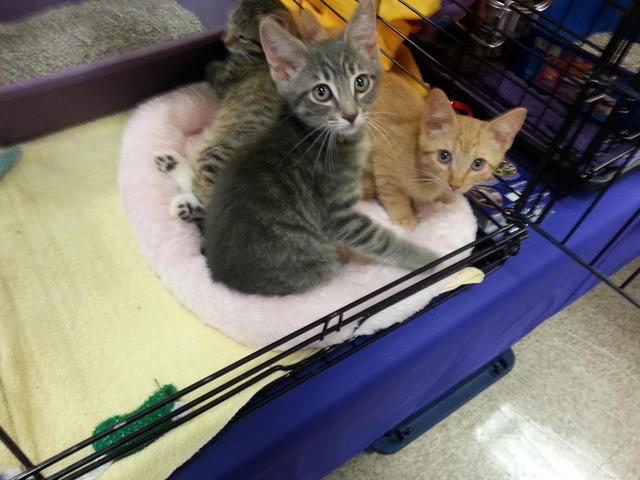 Kittens 8-2-14