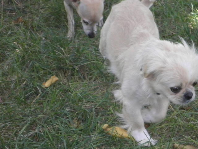 chacha_2
