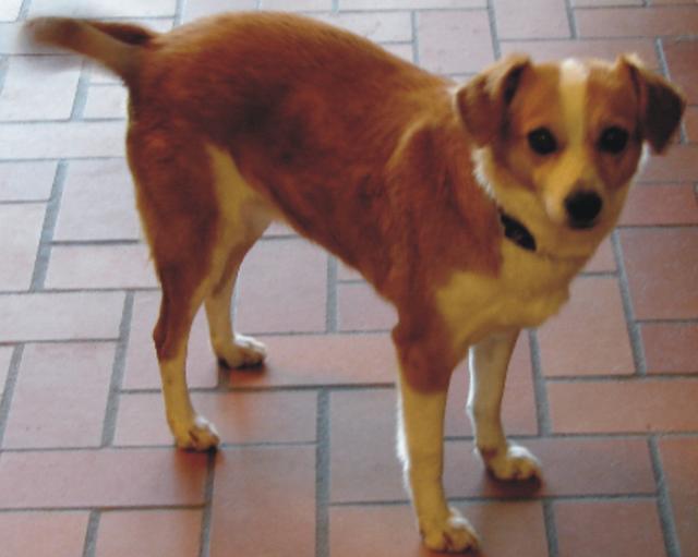 Mila - Adopted!