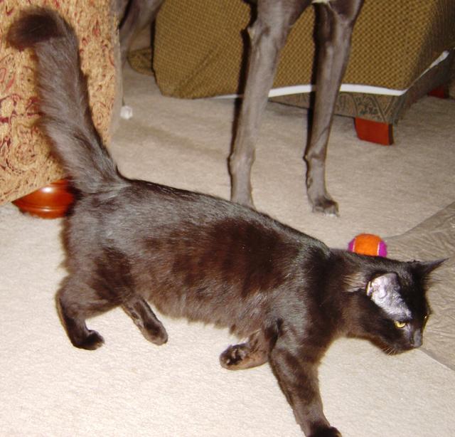 Nigel--adopted!!