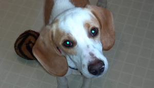 zeke_2