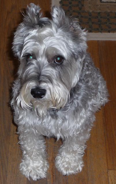 Harley - Adopted