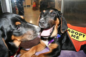 Mattie and Ringo - Adopted!