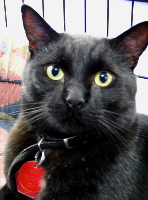 Henry--Adopted!!
