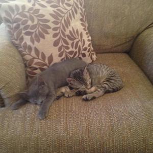 sleeping