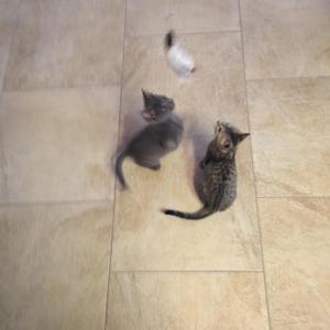 playing