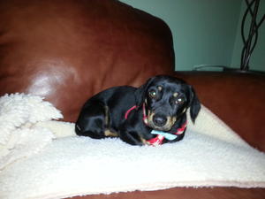 nugget_1