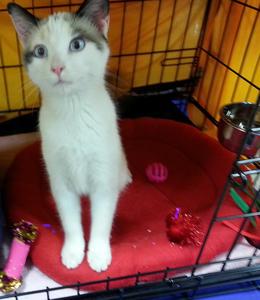 Minuet at Adoption Clinic