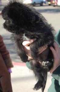 puppy_1