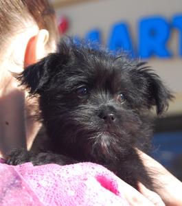 puppy_2