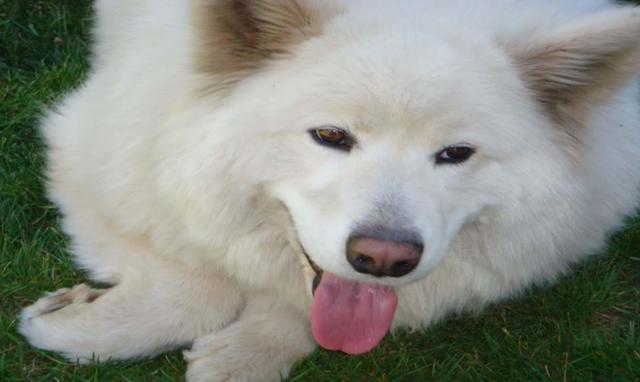 Stormy - Adopted!