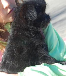 puppy_3