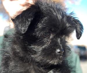 puppy_5