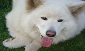 Stormy - Adopted!