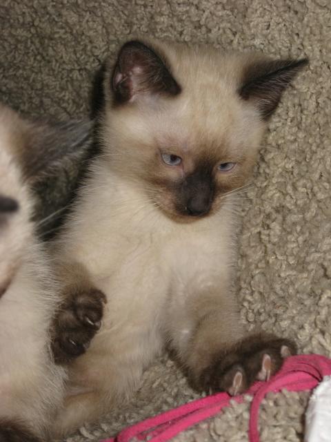 Leo--Adopted!!