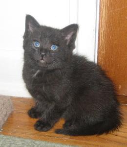 Oreo--Adopted!!