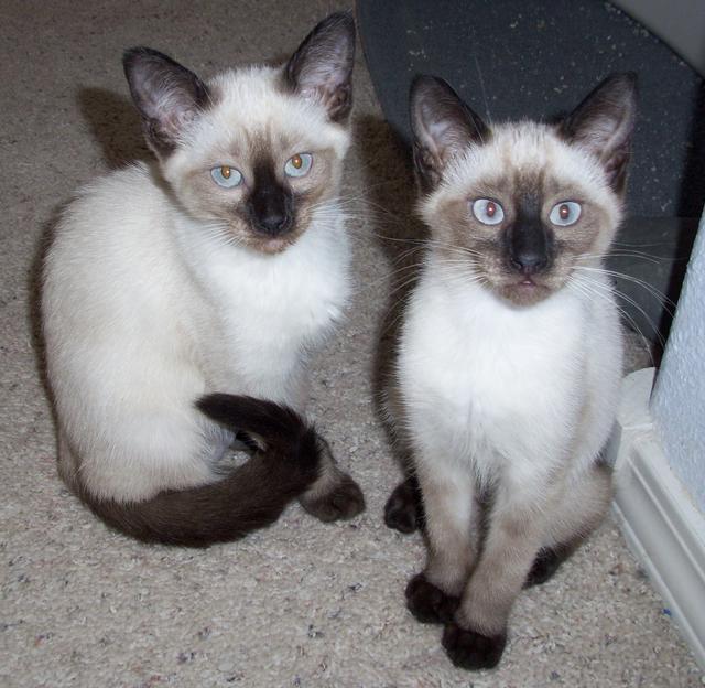 Violet--Adopted!!