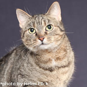 Lara - Adopted