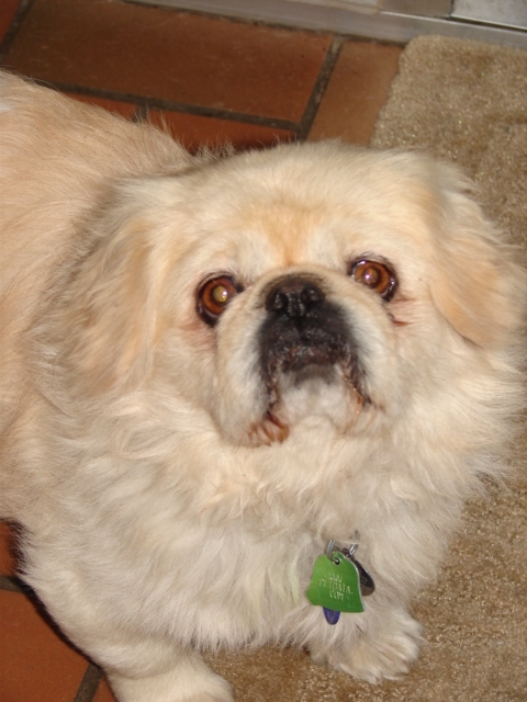 Pokey - Adopted!