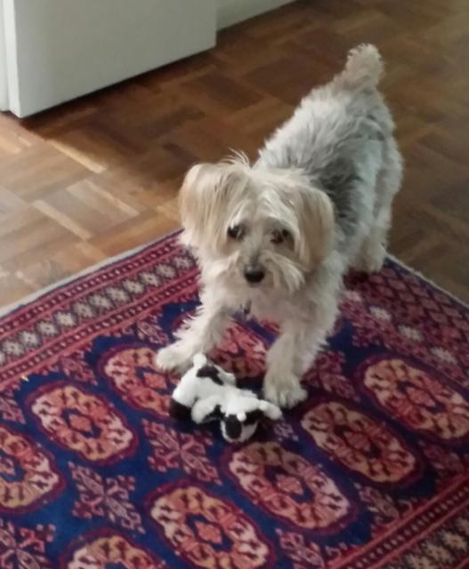 rocky_15