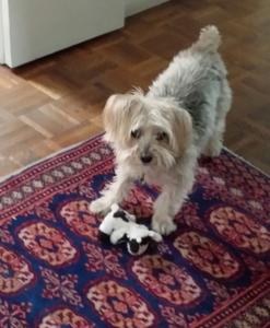 rocky_15