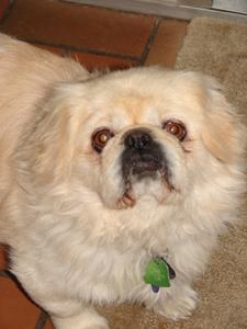 Pokey - Adopted!